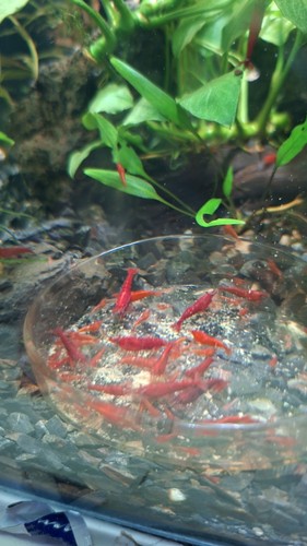Crevettes neocaridina davidi - neocaridina,