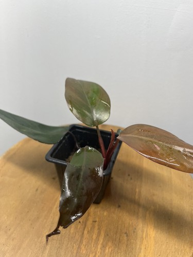 Philodendron pink princess - philodendron,