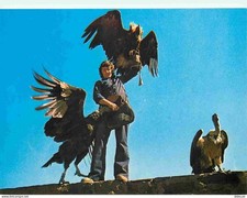 Animals - Birds - Raptors - Volerie des Aigle du Château de Kintzheim - Vulture