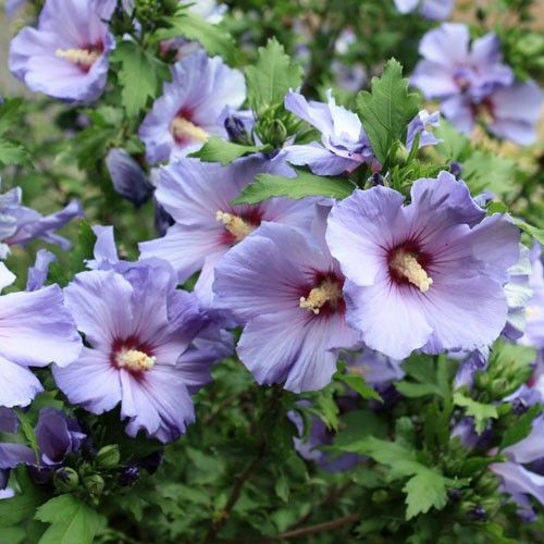 Graines hibiscus oiseau - 30,