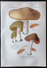 1891 - Planche couleur