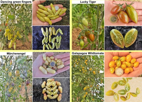 Variétés tomates au - variétés,