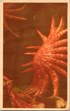 Vintage Postcard Marine Life Closeup Red Spiny Sea Star In Aquarium