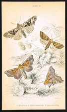1836 Herald Moth, Mottled