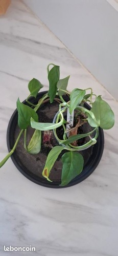 Monstera obliqua amazonica