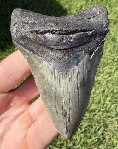 Natural megalodon - natural, 3.42”