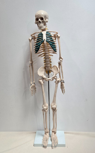 Squelette corp humain anatomie - humain,