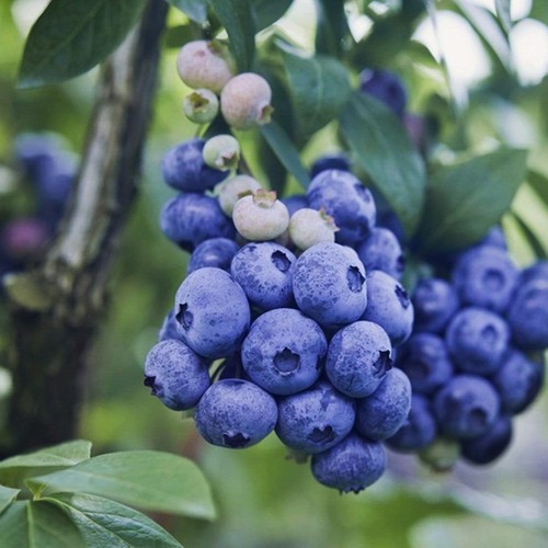 Arbuste fruitier plante jardin