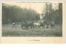 91.n° 33320.prairie sur morsang. horses