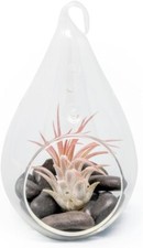 Glass Teardrop Terrarium with