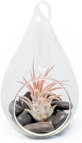 Glass teardrop terrarium with - terrarium,