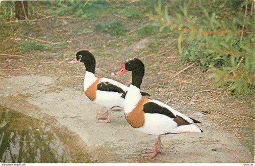 Carte postale animaux - carte,