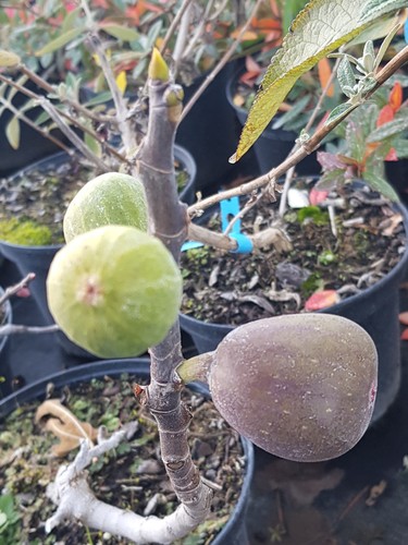 Ficus carica rouge - 'rouge, de