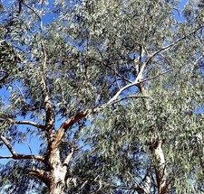 Eucalyptus globulus 30-40cm |