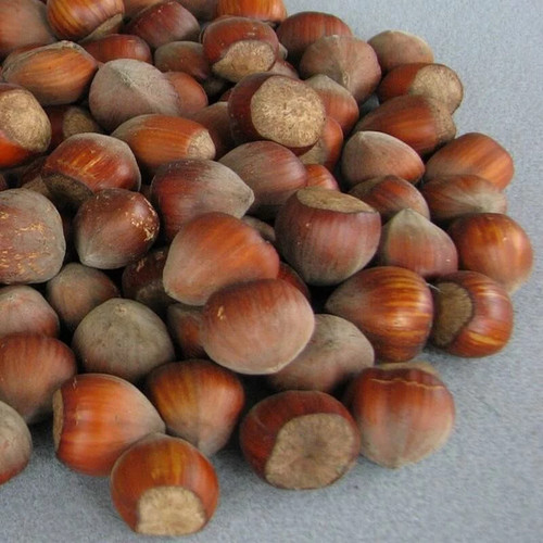 Corylus avellana lange - corylus, 'lange