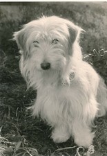 Dog Dog Leaves Long Hair Animal Breed Film Snapshot