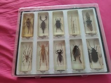 Coffret de 10 insectes géants
