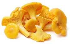 Chanterelle Mushroom Spores in