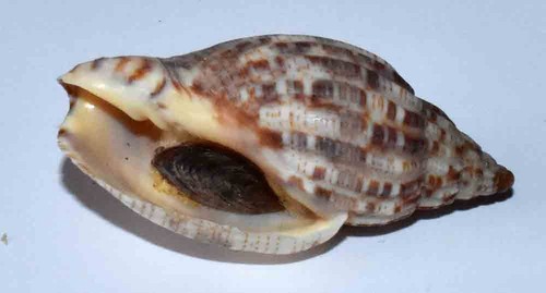 Sea shell coquillages - shell,