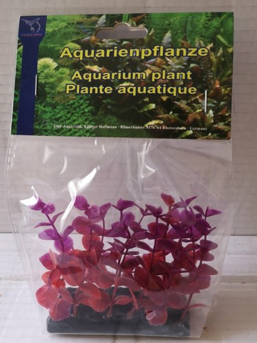 Alternanthera reineckii plante - reineckii,