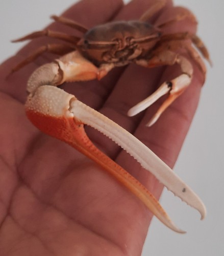 Curiosité taxidermie - curiosité,