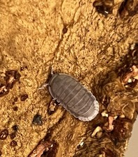 Isopodes Cubaris SP Penguin