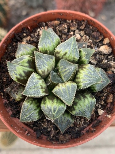 Haworthia wimii hybride