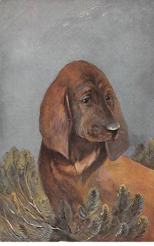 Animaux 85575 chien - -,