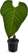 Anthurium Regale Aff by LEAL PLANTS ECUADOR |Green Live House Plant for Indoors