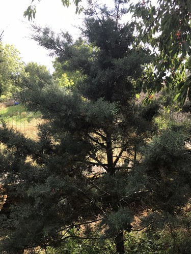 Graines cyprès - 20,