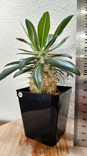Pachypodium horombense sp
