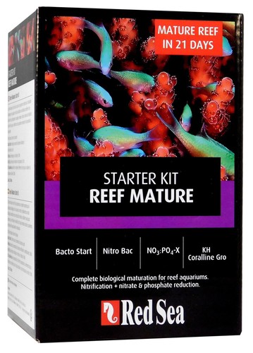 Red sea fish - red,