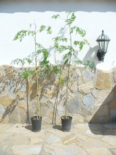 Raifort moringa oleifera - raifort,