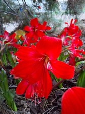 2 RARE Amaryllis Cross