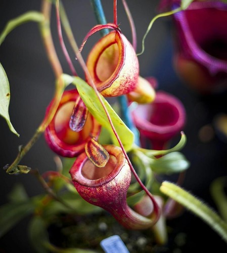 Nepenthes jamban plante - jamban,