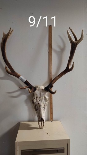 Massacre bois cerf - bois,