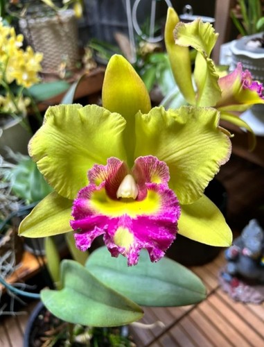 Rhyncholaeliocattleya young - rhyncholaeliocattleya,