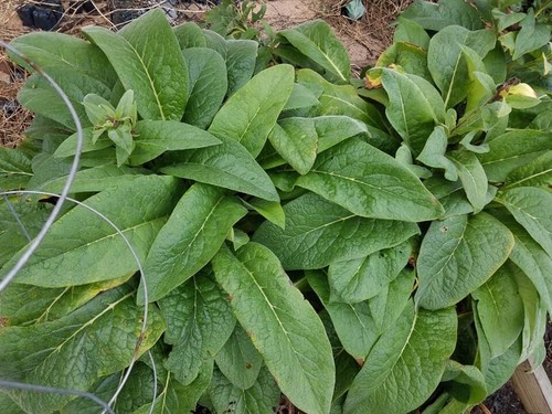 Russian comfrey bocking 14 - russian, #14