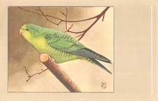 Postcard fantasy / representing a bird / parakeet catherine