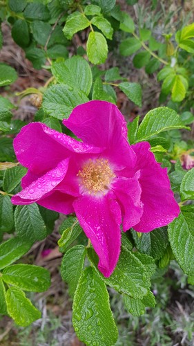 Rosa rugosa rubra rosier - rosa,