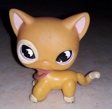 Petshop chat europeen 855