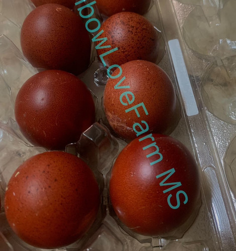French black copper - copper, marans