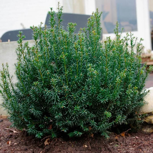 Taxus baccata anna - baccata, vert