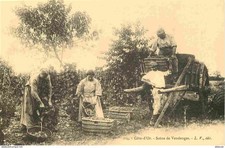 Postcard reproduction - Agriculture - Vineyard - Gold Coast - Harvest scene - C'étai