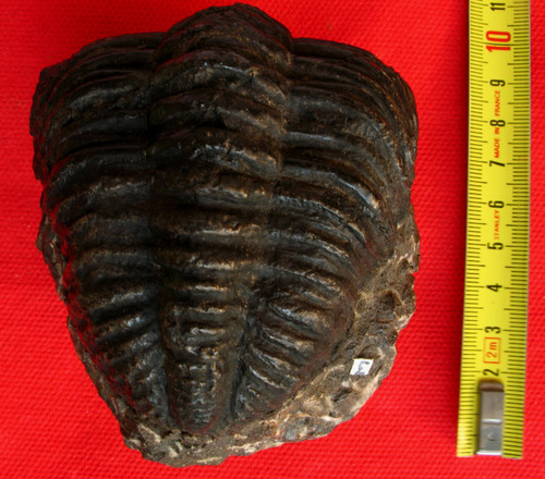 Trilobite dévonien - trilobite,