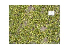 MININATUR Feuillage de