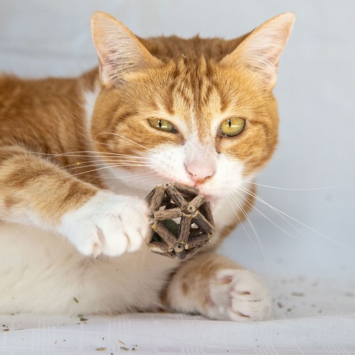 Boules universelles pour chat