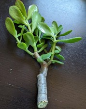 Thick Cutting Jade Plant Crassula ovata Succulent