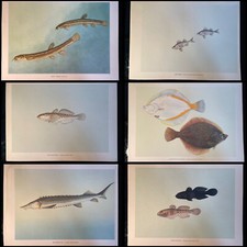 6 grandes planches anciennes