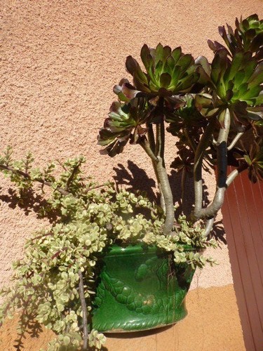 Crassula panaché petites - crassula, à